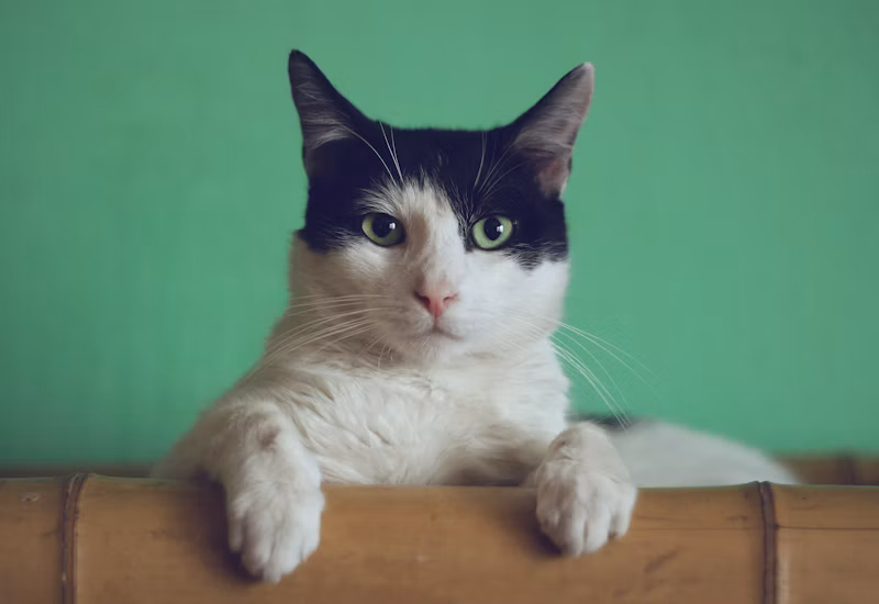 Peitoral Antipuxão